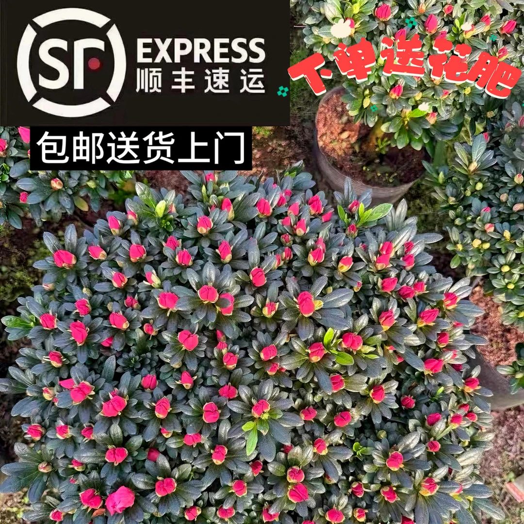 （红宝石）杜鹃花满冠花苞四季开花年宵花室内外好养花卉绿植