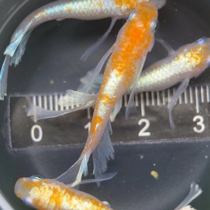 海水鱼红白赤壁真长鳍6号