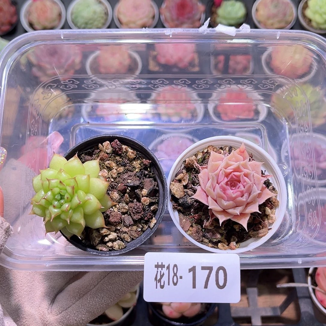 花利美18-170绿水鬼➕墨西哥之泪