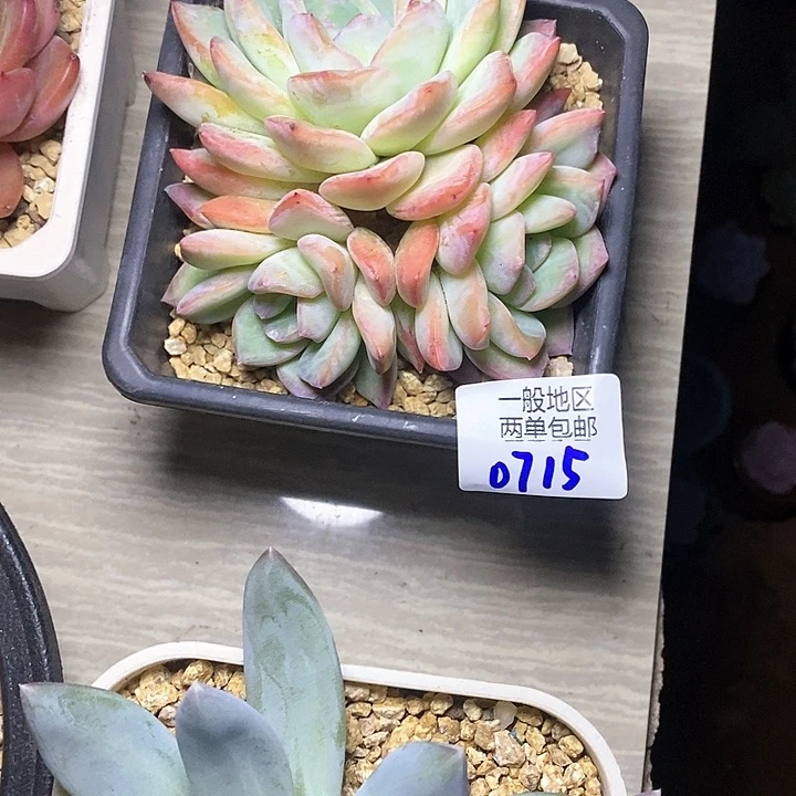 【闪购商品】༺****0715多肉植物盆栽