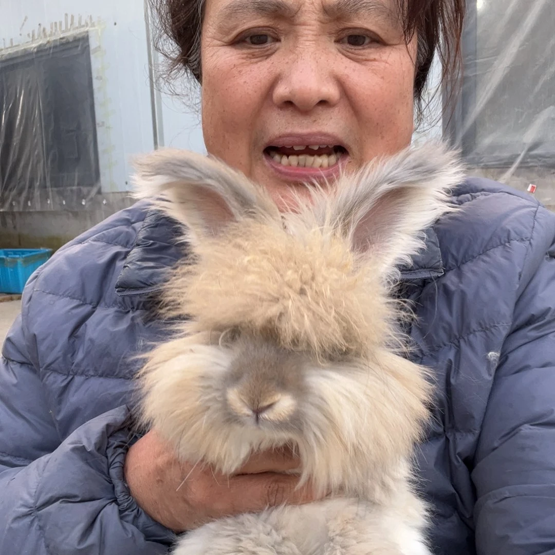 宠物兔英系安哥拉兔