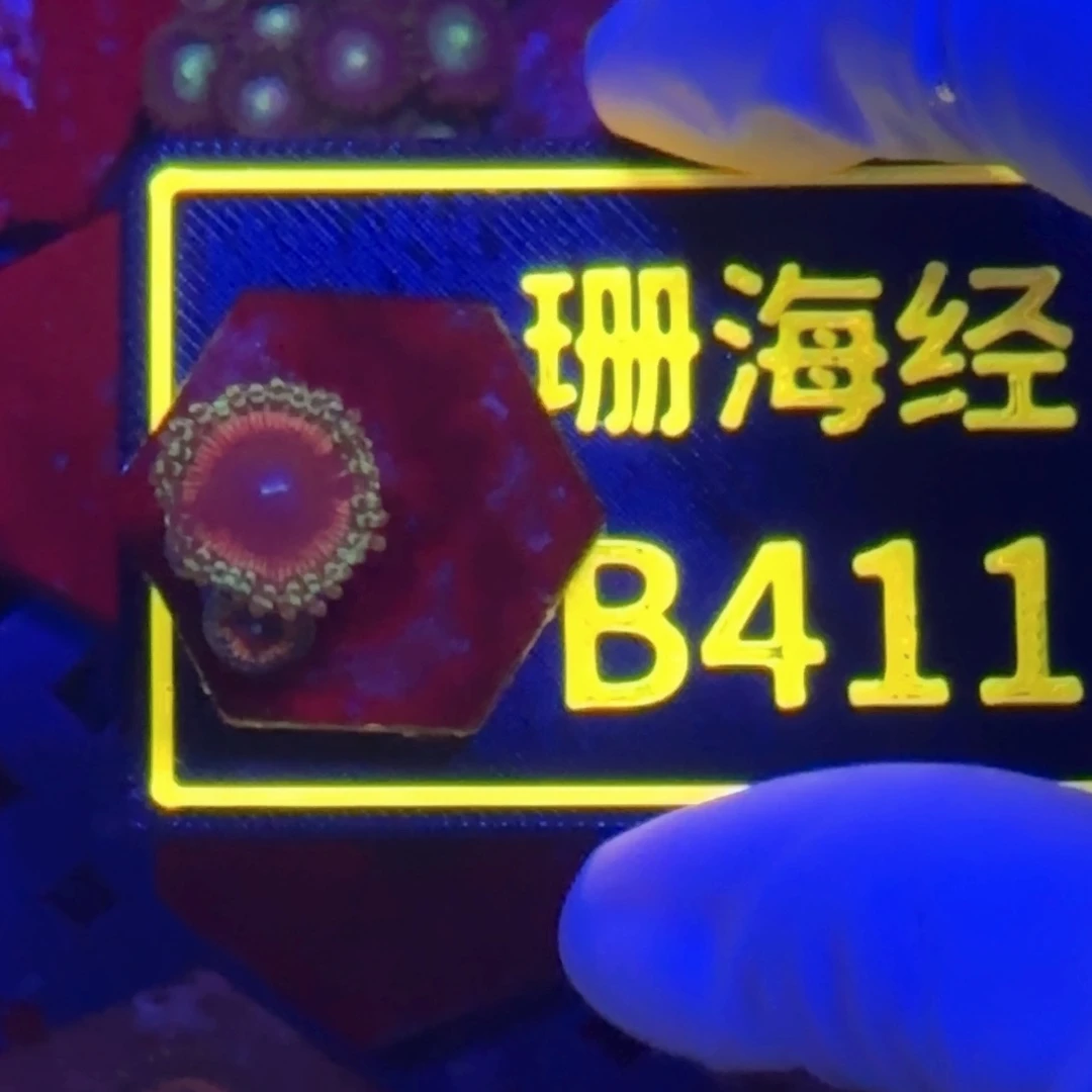 纽扣珊瑚g又又不包邮纽扣B411