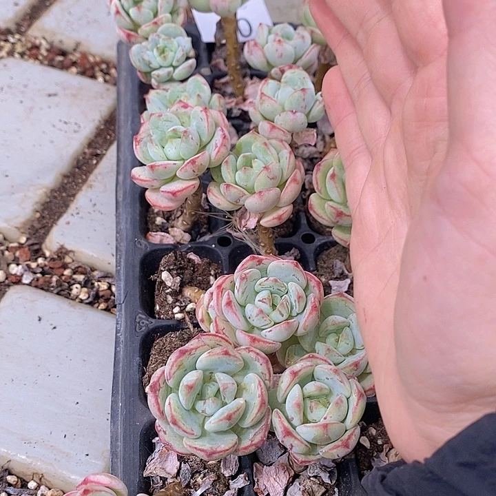 30 多肉植物盆栽植物
