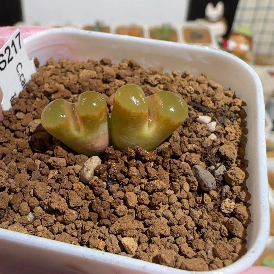 肉锥多肉植物组合-磁铁母本959