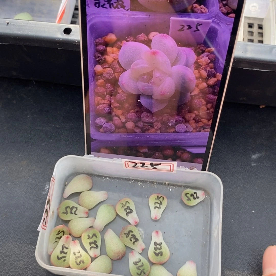 甜心225叶片一个