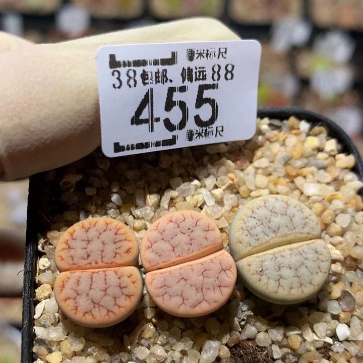 zzz好喜欢这个小东西455