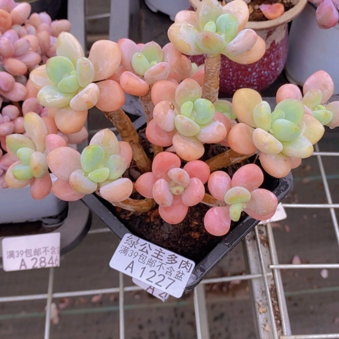 香水洛神老桩11cm1225多肉植物