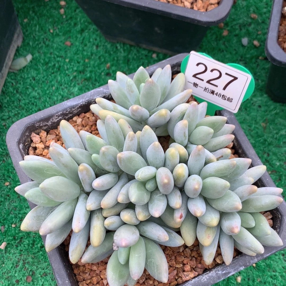 白兰地无砍平头227