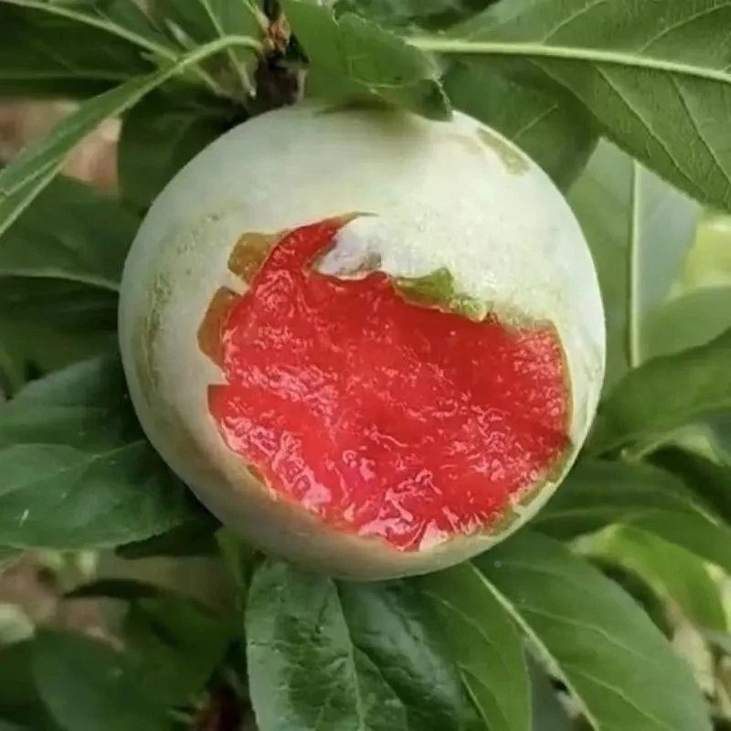 新品种果树苗特大青皮红心李子树苗味帝李子苗嫁接果树苗大全新款