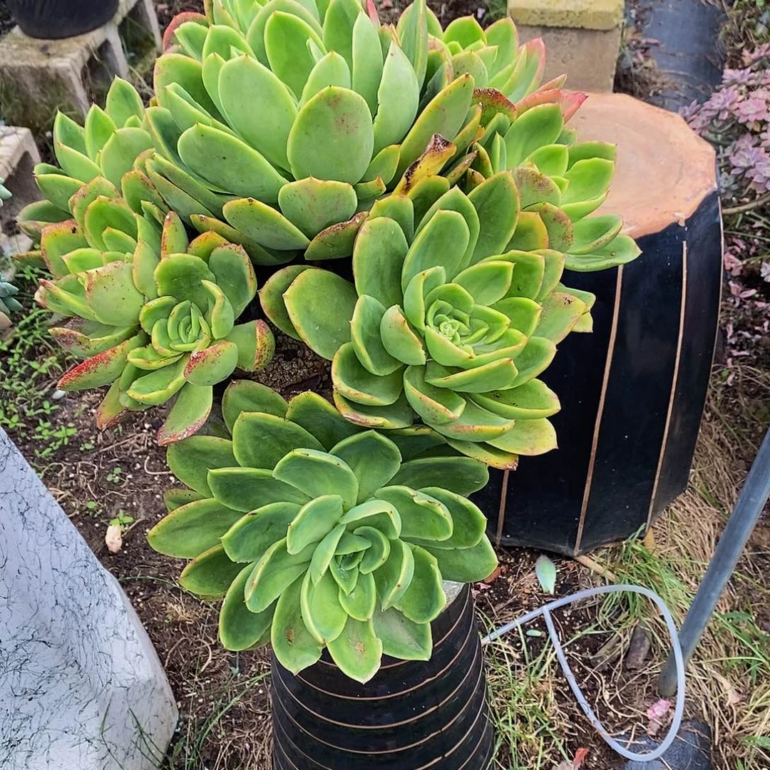 T***.金辉多肉植物包邮到家