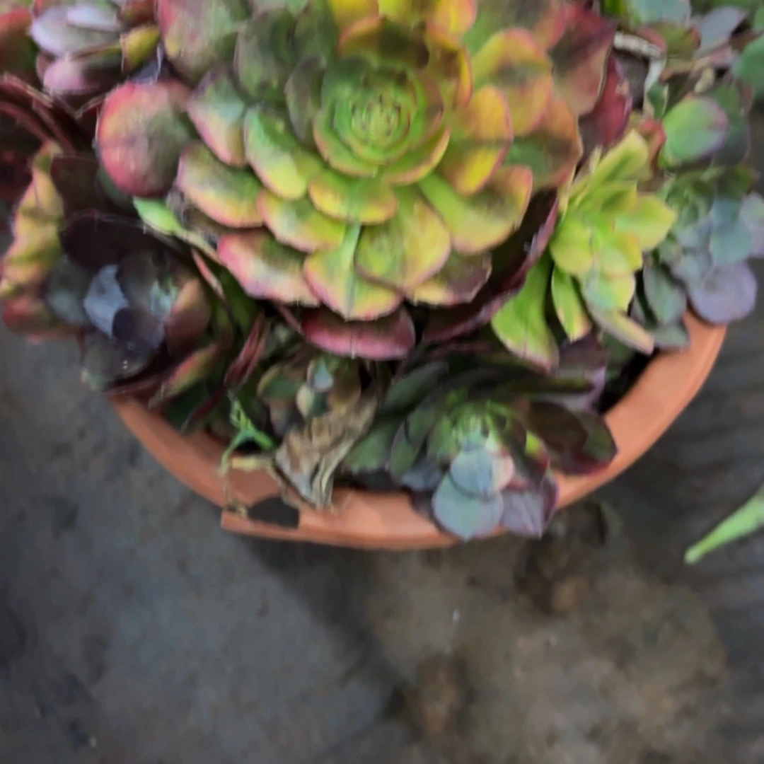 哈哈多肉植物福利134