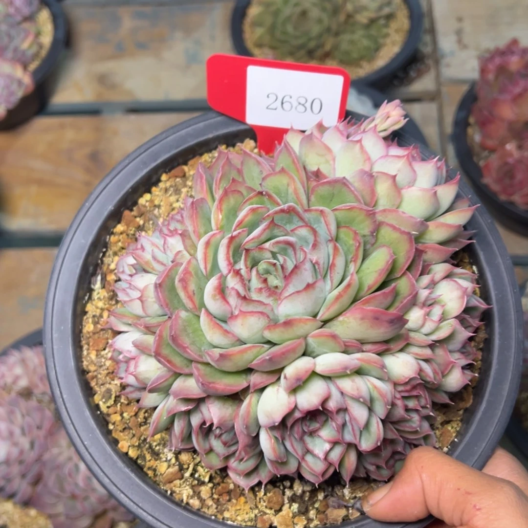 安*2680多肉多发发发多多