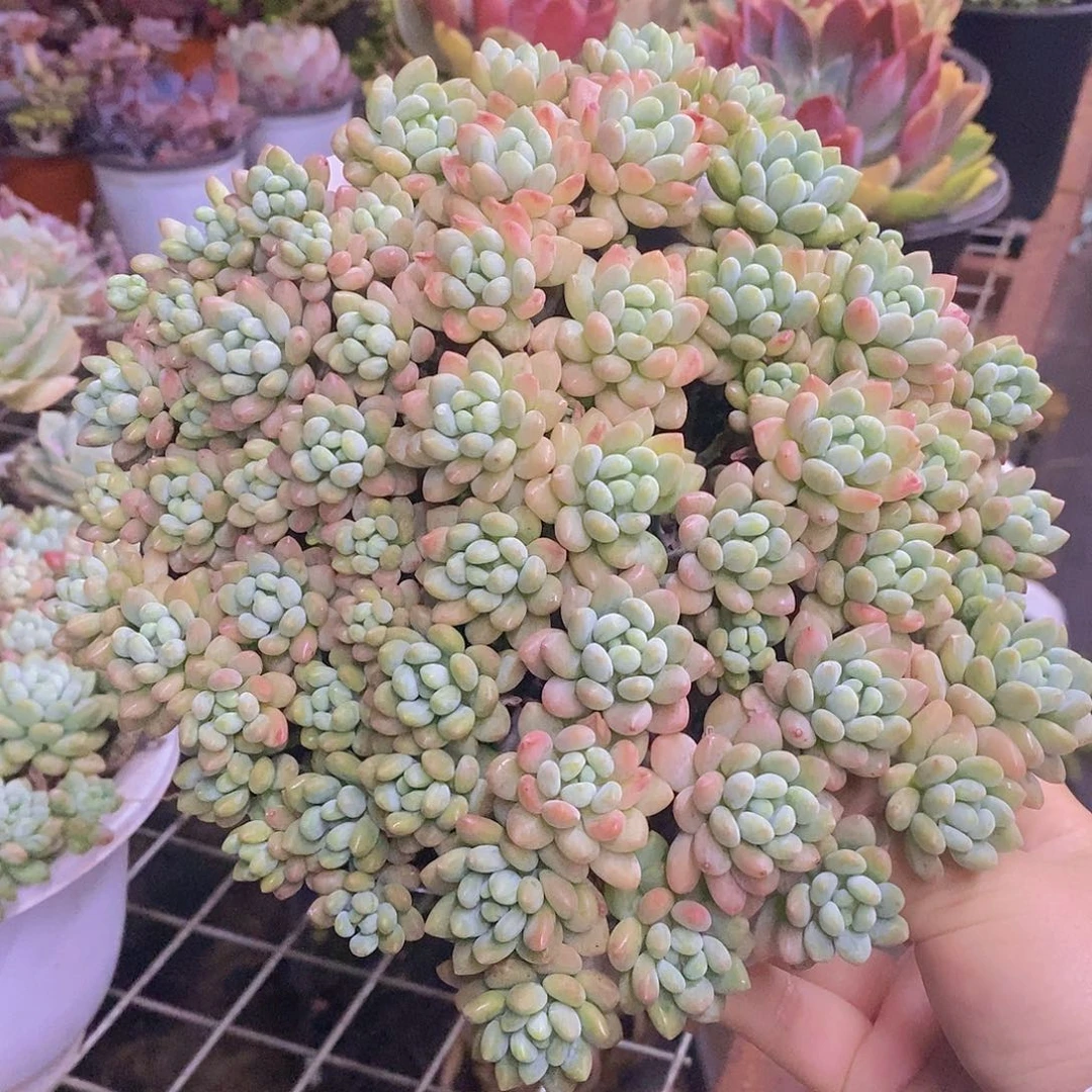 洛可可大盆整桩，210杯