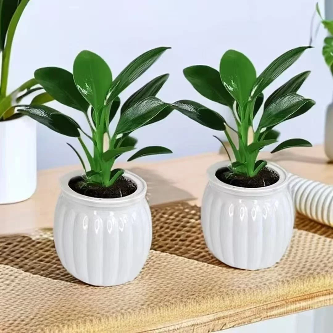 金钻绿公主室内桌面绿植净化空气四季常青好养护