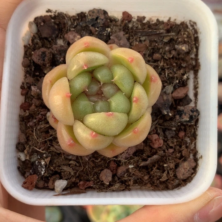 精控皮艾拉珍妮单头