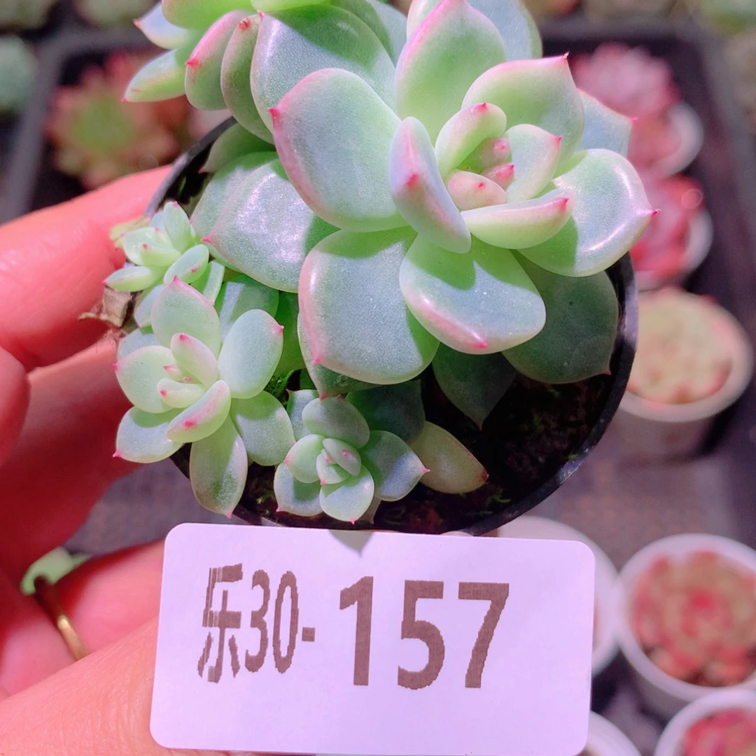 乐然30-157 新品群 不包整