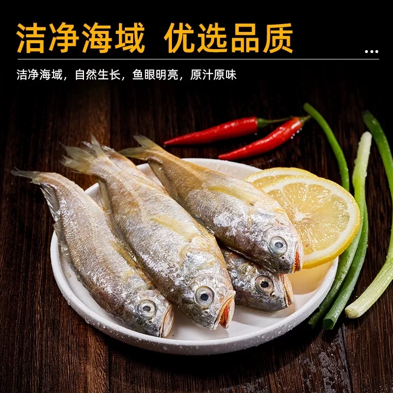 舟山野生小黄鱼东海新鲜海捕黄花鱼 顺丰冷链