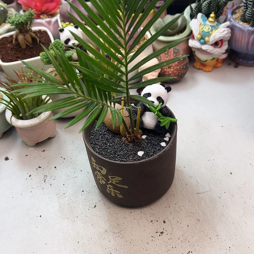 铁树宝宝多肉植物