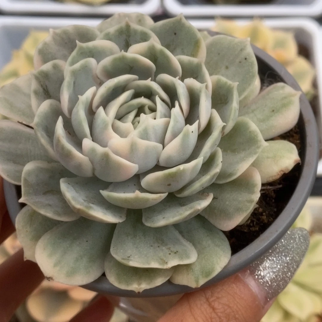 055昂丝诺锦锦锦锦锦锦