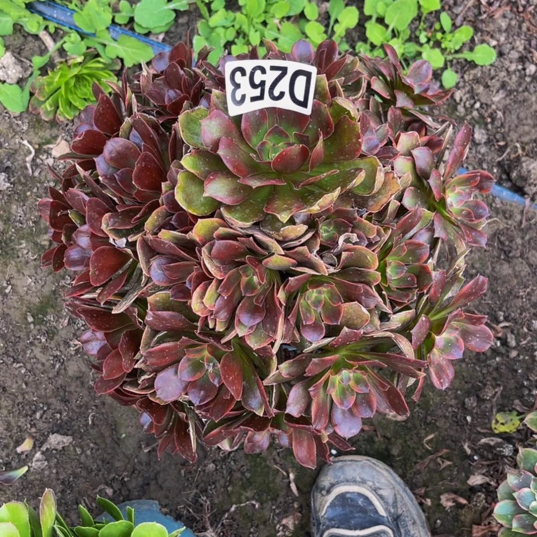 恶魔之吻26////35包邮