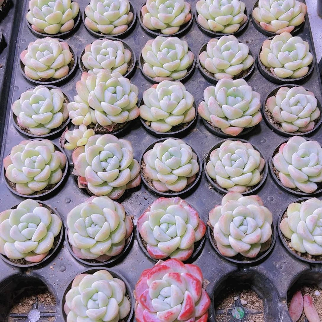 奶冰带盆带土19包邮