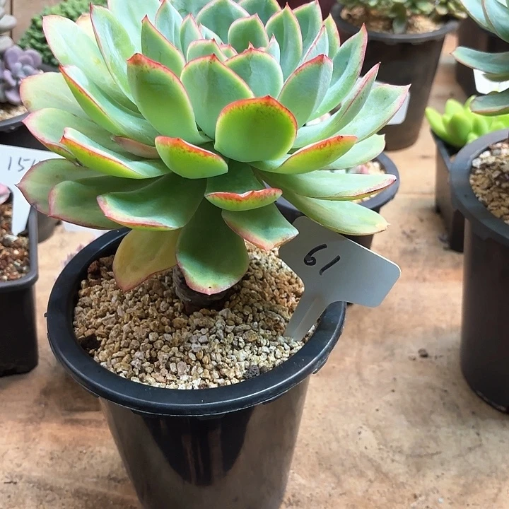 多肉植物，晨露61号