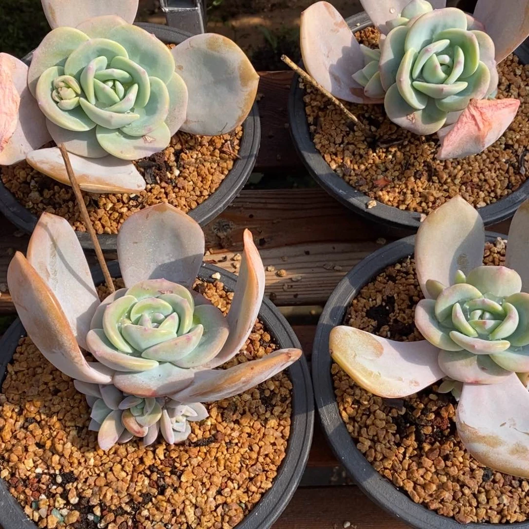 言奶茶多肉植物11