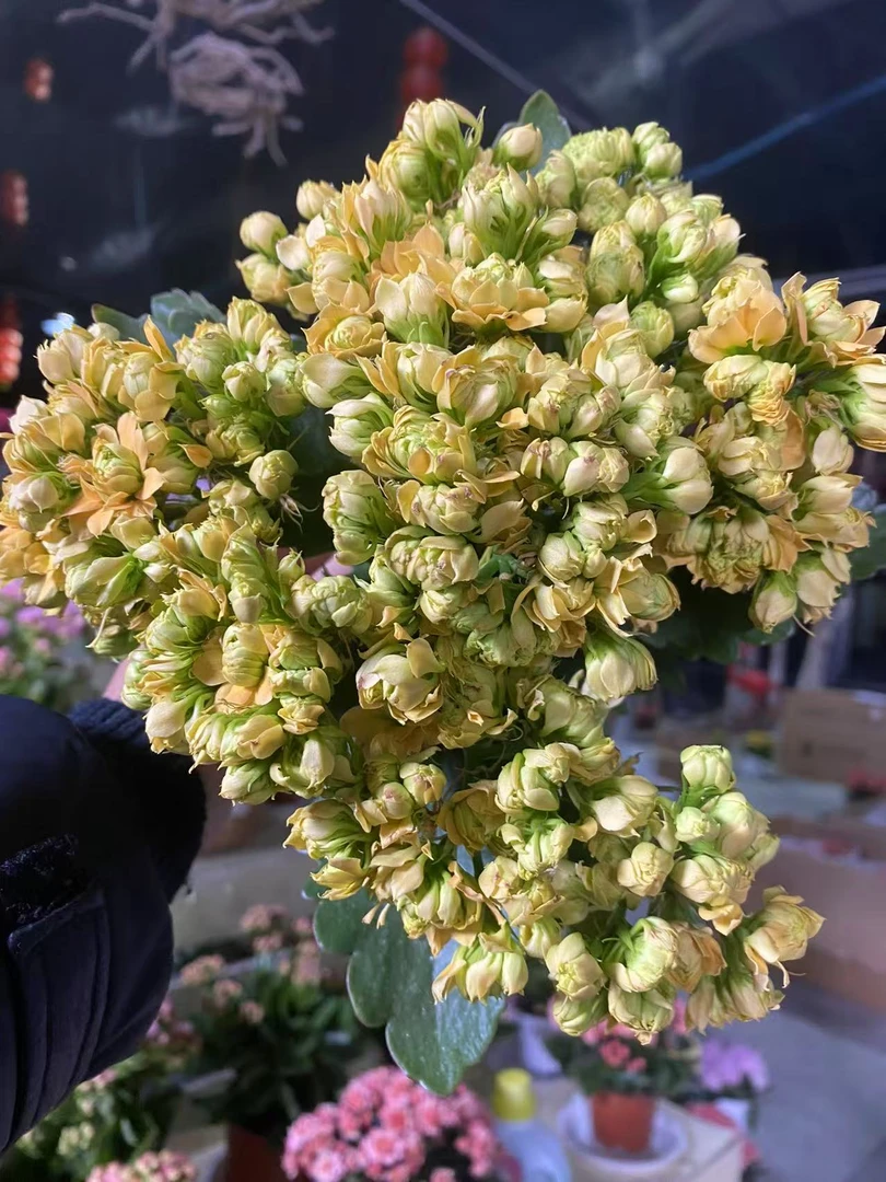 榴莲千层开花 110盆 独杆