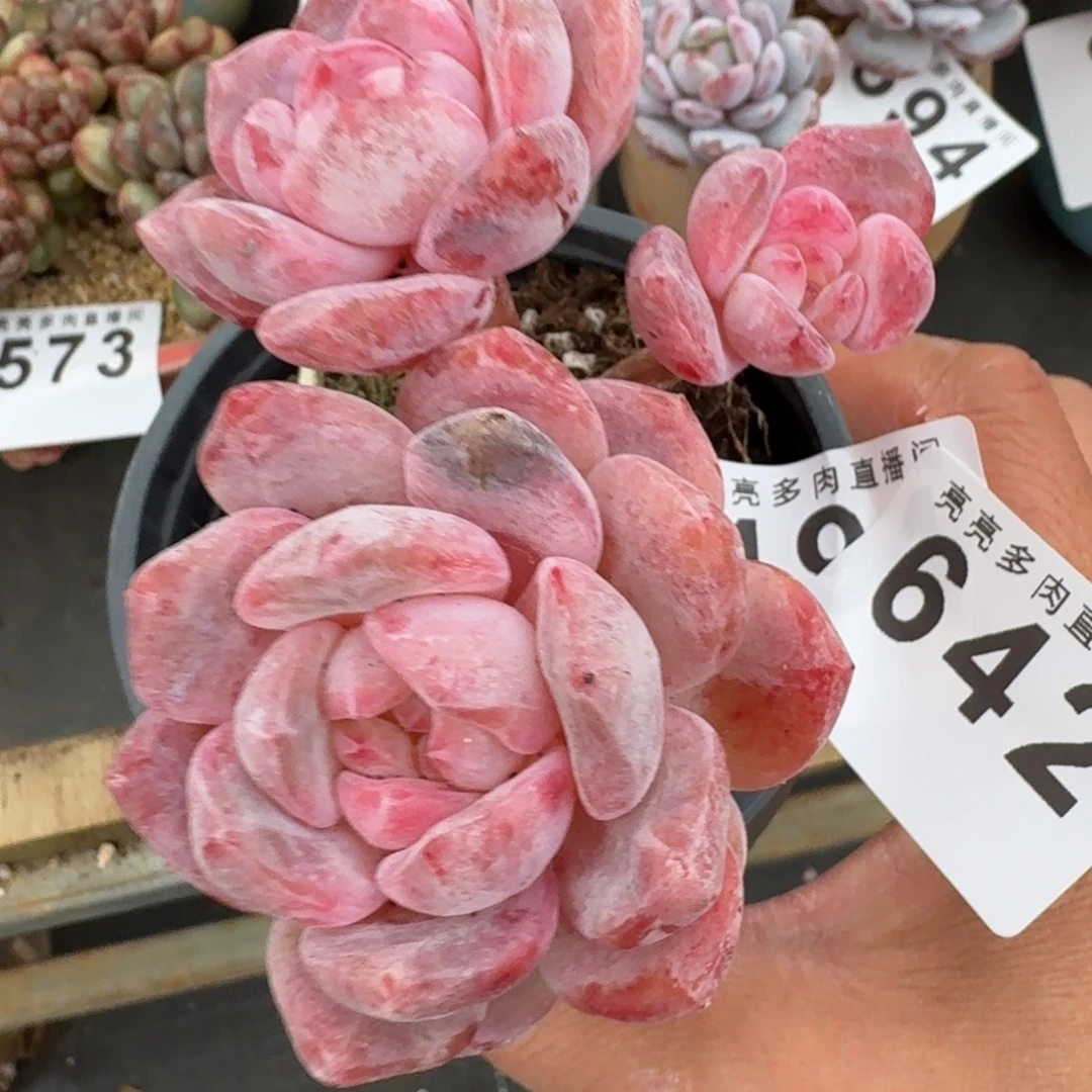 雪之魄      愿你一路坦途，乘风破浪展宏图