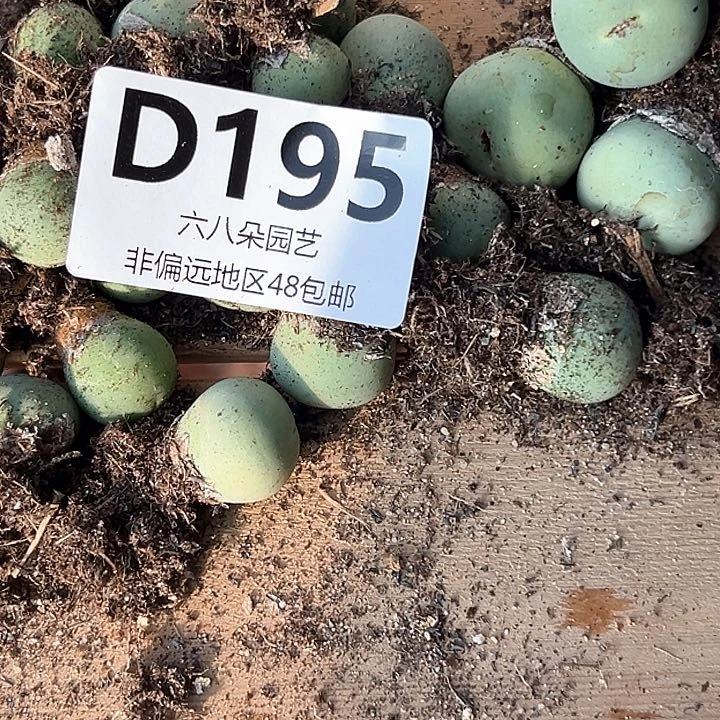 青*21颗鸽子蛋多肉