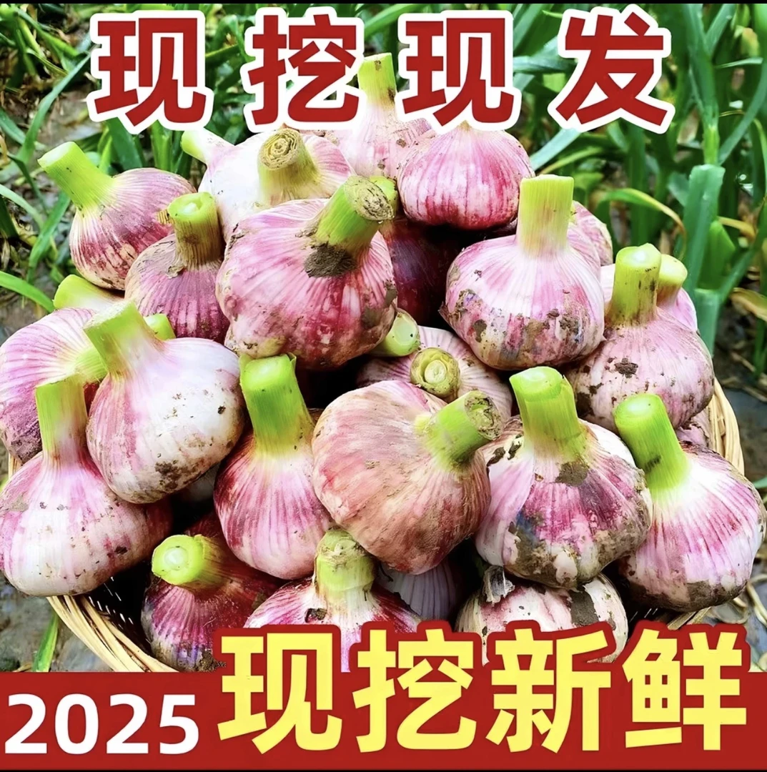河南新鲜大蒜紫皮大蒜现挖现发