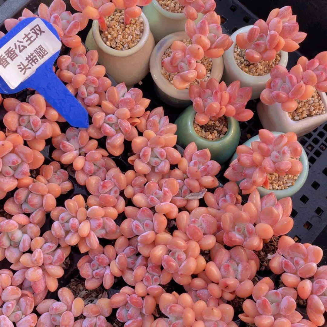 量拍126号 香香公主双头带腿2个