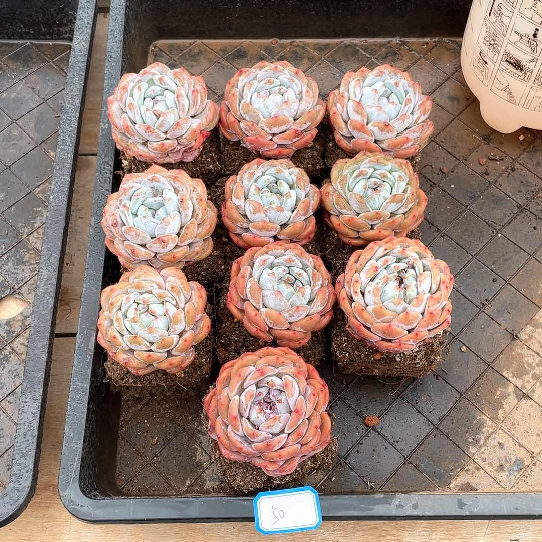 多肉植物多肉植物