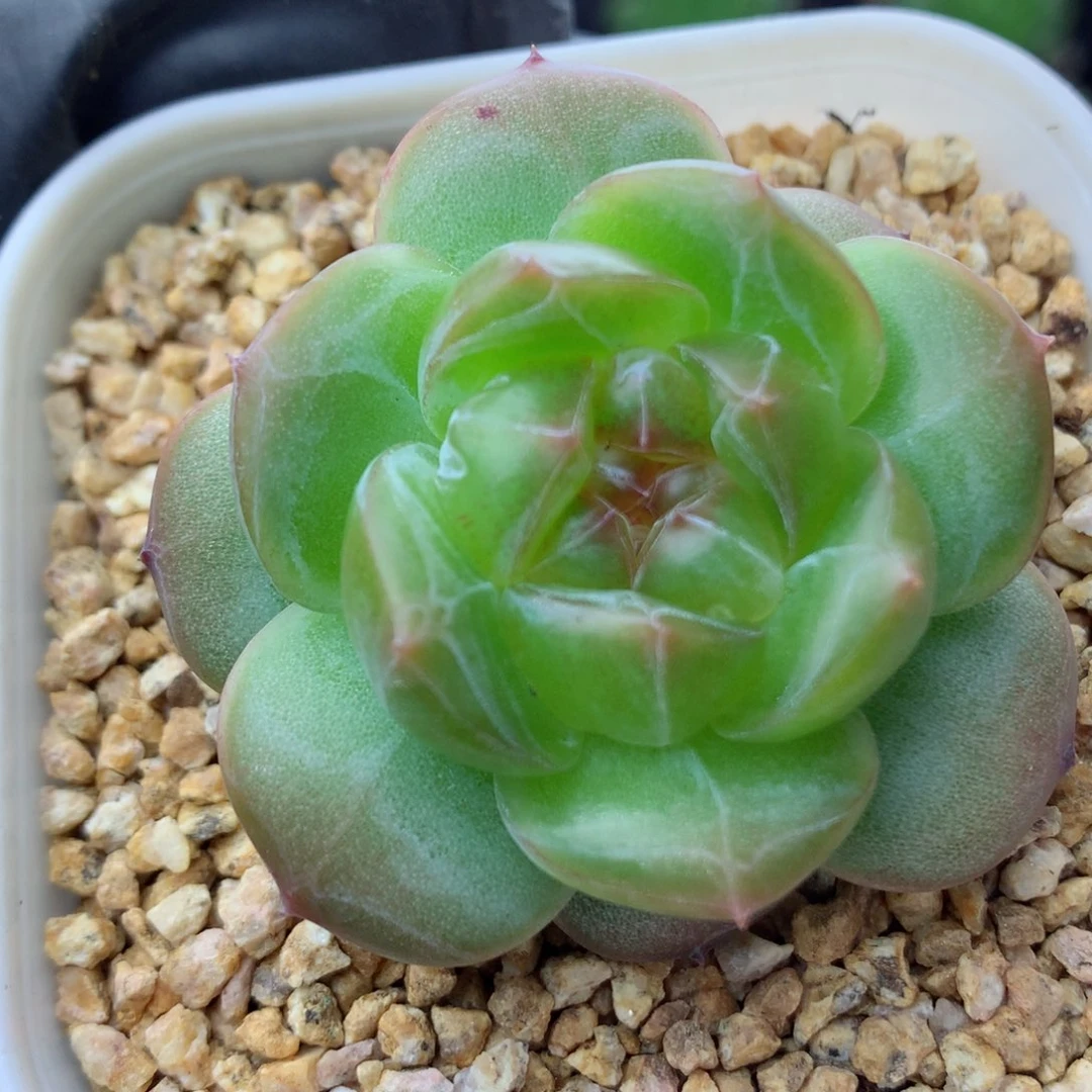 58包邮  群生不包整遥遥65