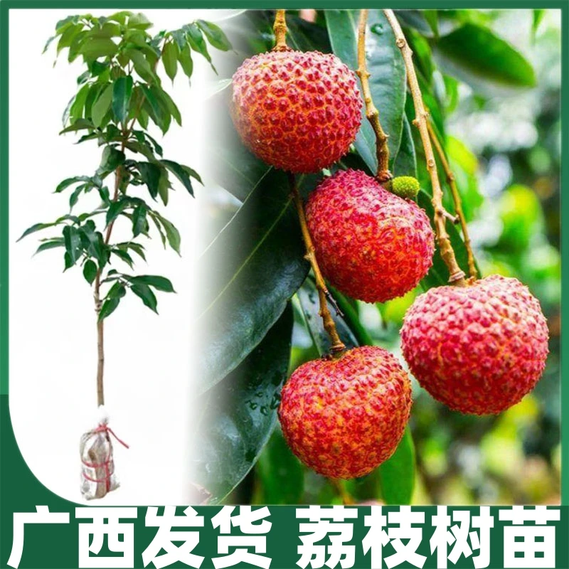 荔枝树苖无核桂味果树盆栽妃子笑水果树苗仙进奉嫁接果苗当年结果