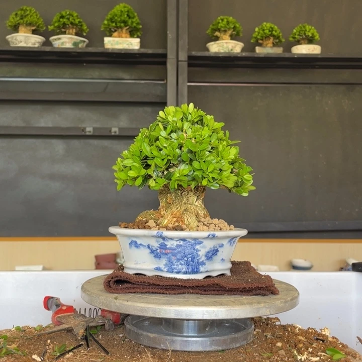 无花朵汀江黄杨蘑菇头