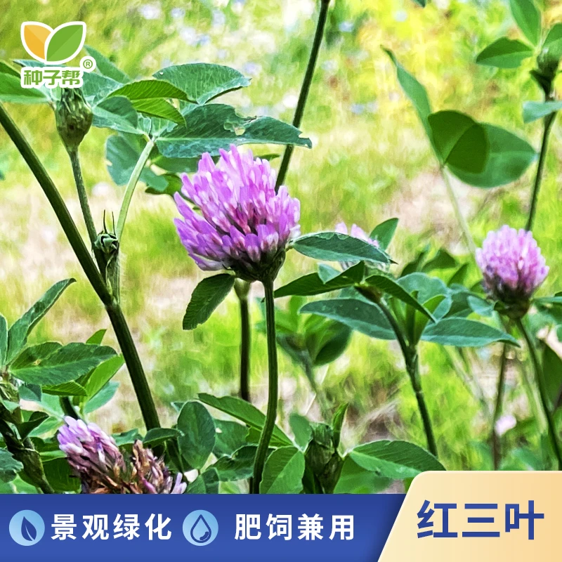 红三叶草种子春秋播种肥饲兼用耐寒高蛋白添加牧草景观草坪草籽
