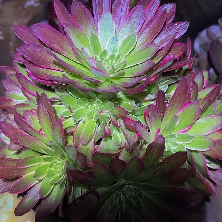 精品海王捧花亏本福利