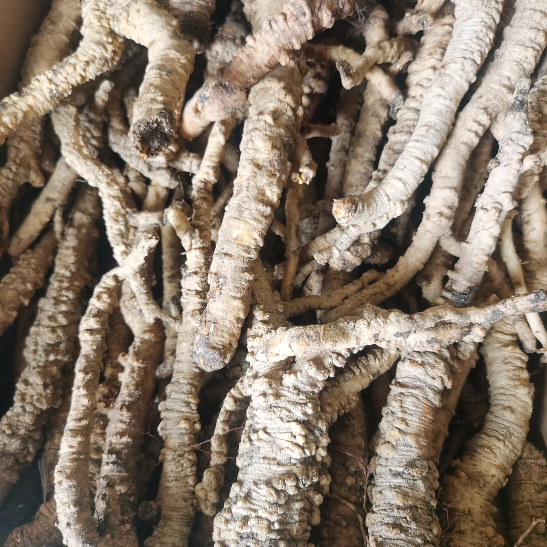 甘肃高原野生党参干货泡九煲汤炖肉必备