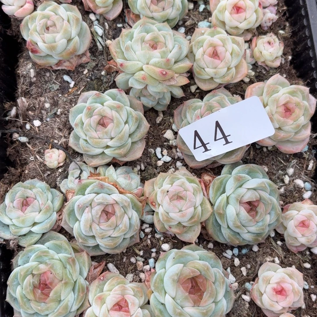 风***悄多肉植物多肉植物44