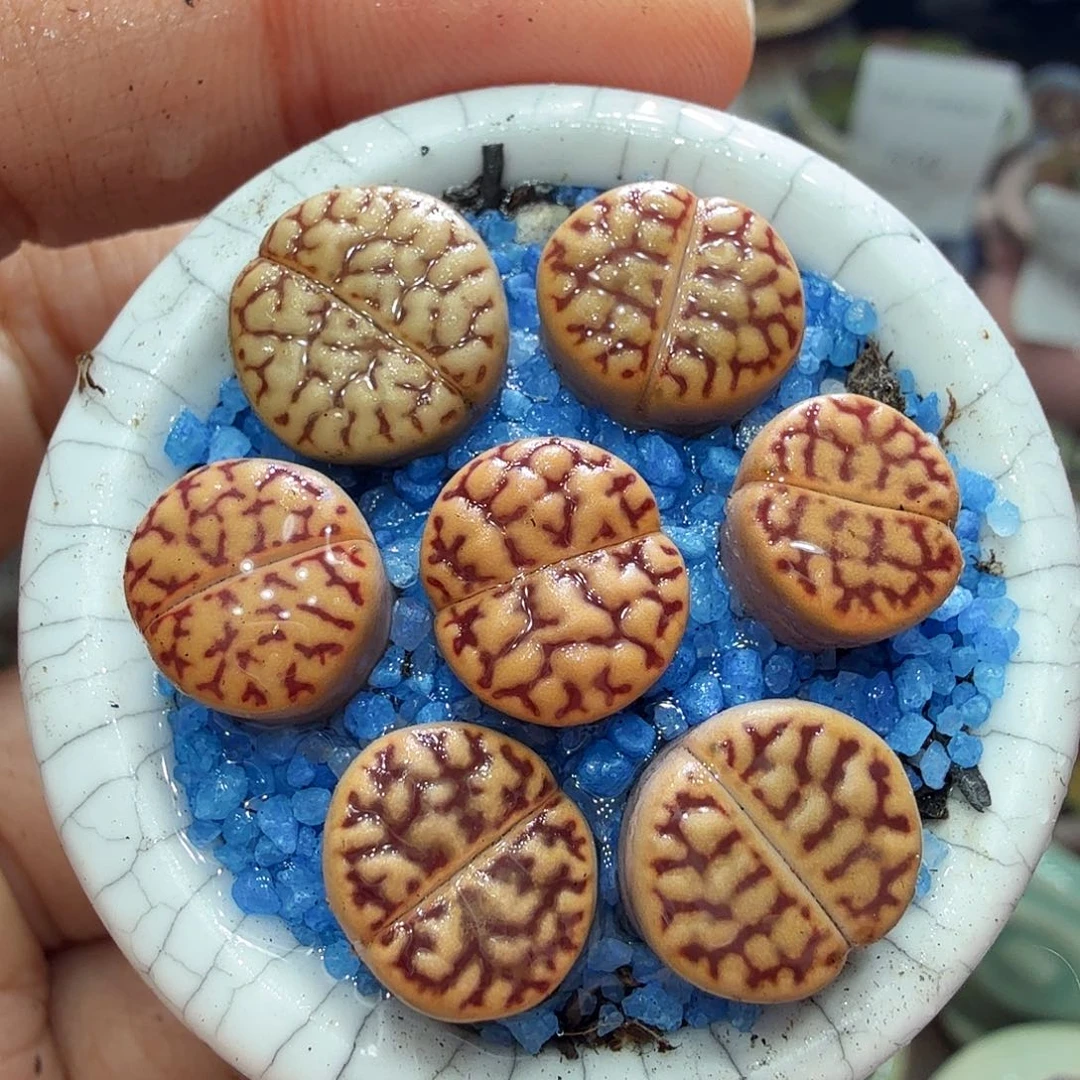 多肉植物福利冲676