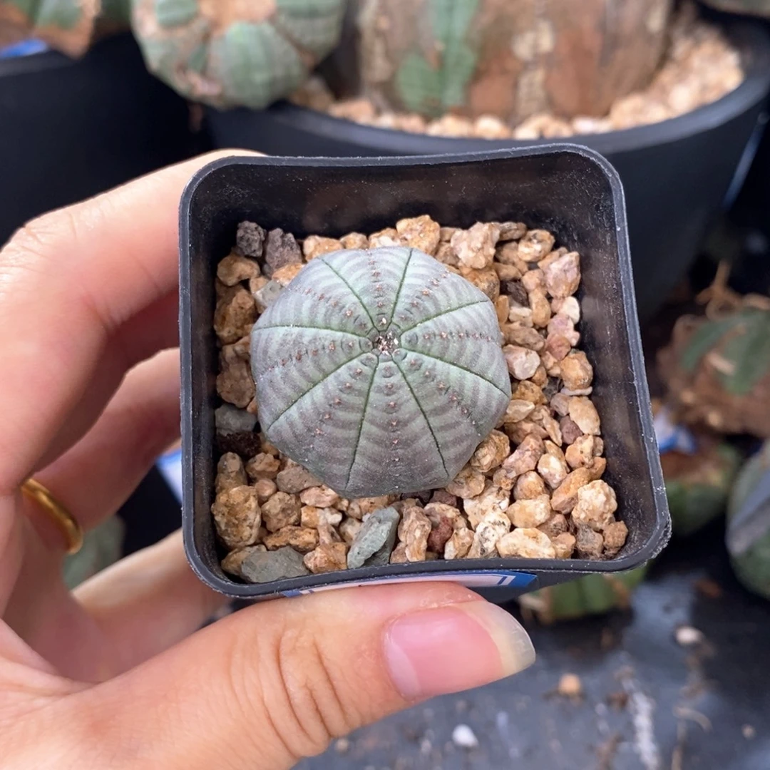 56欧系实生布纹球一物一拍