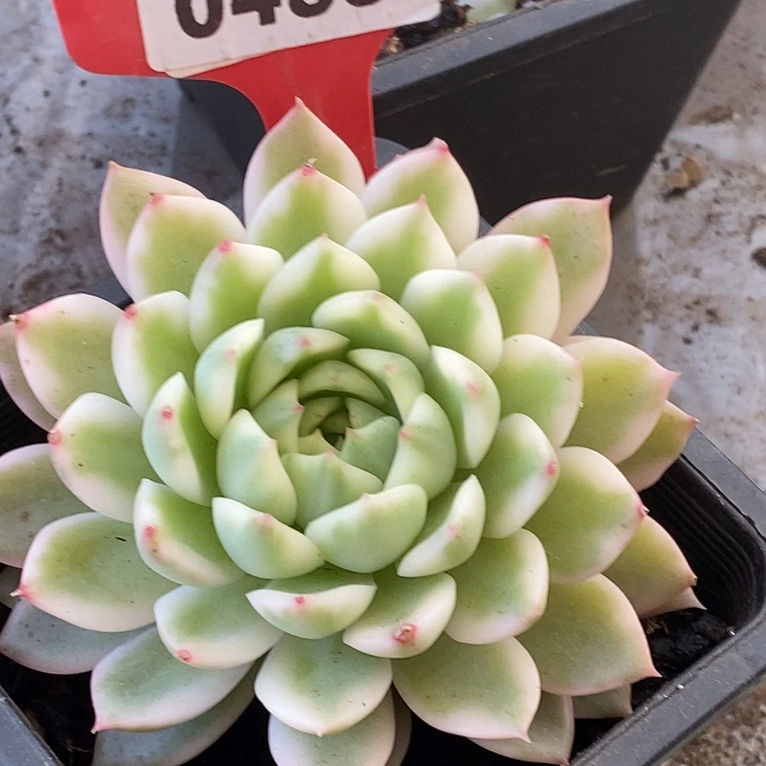 488哈哈哈哈哈哈公里