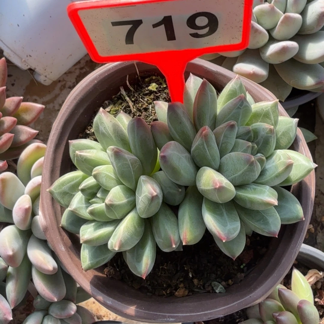 暗纹美人一物一拍719