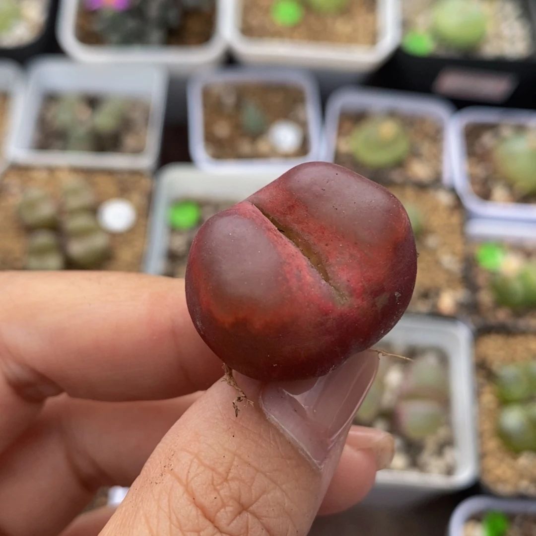 2.6cm多肉植物264