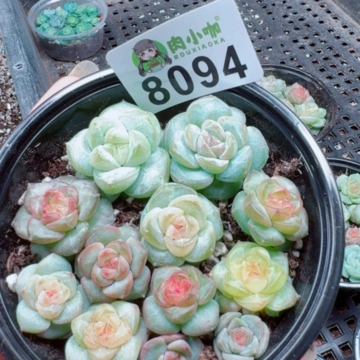 多肉植物多肉植物