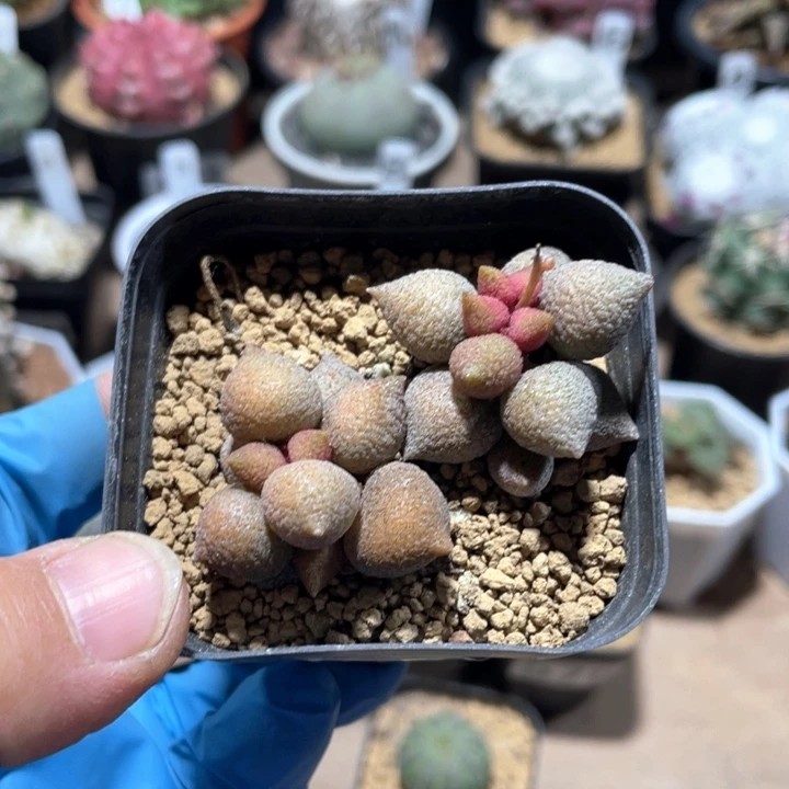 096小辣椒肉椎植物