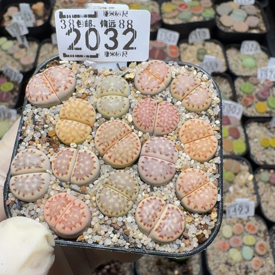 zzzz生石花肉锥2032糖果饼干