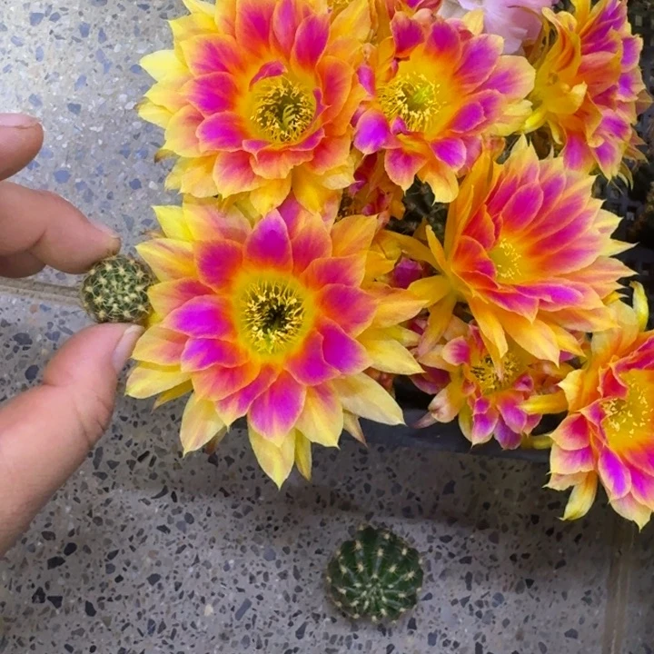 330丽花阳光明媚歪无根侧牙3公分左右，20包邮