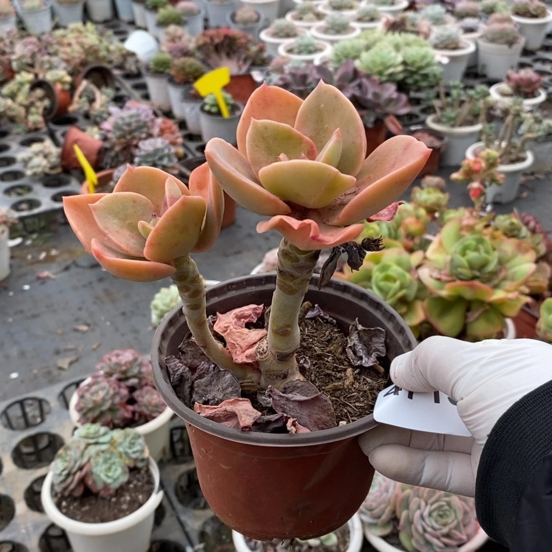 4715贺氏老桩一物一拍